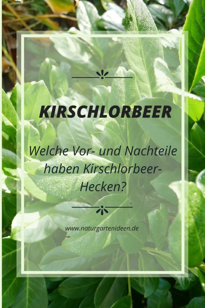 Kirschlorbeer Vorteile und Nachteile Kirschlorbeer Hecken