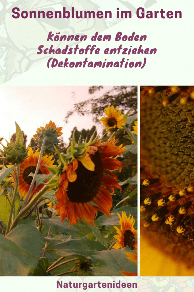 Sonnenblumensamen sonnenblumengarten sonnenblumen im garten helianthus annus Vorteile von Sonnenblumen Insektenfreundlich Bienenfreundlich sonnenblumenkerne vogelfutter sonnenblumenkerne gesund sonnenblume vorziehen sonnenblumensorten nützliche Sonnenblumen Sonnenblumen ernte