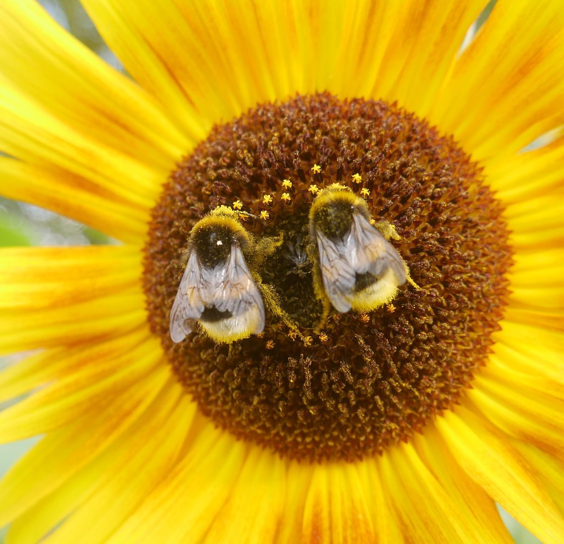 Sonnenblumensamen sonnenblumengarten sonnenblumen im garten helianthus annus Vorteile von Sonnenblumen Insektenfreundlich Bienenfreundlich sonnenblumenkerne vogelfutter sonnenblumenkerne gesund sonnenblume vorziehen sonnenblumensorten nützliche Sonnenblumen selbstaussähende Pflanzen Sonnenblumen im Naturgarten