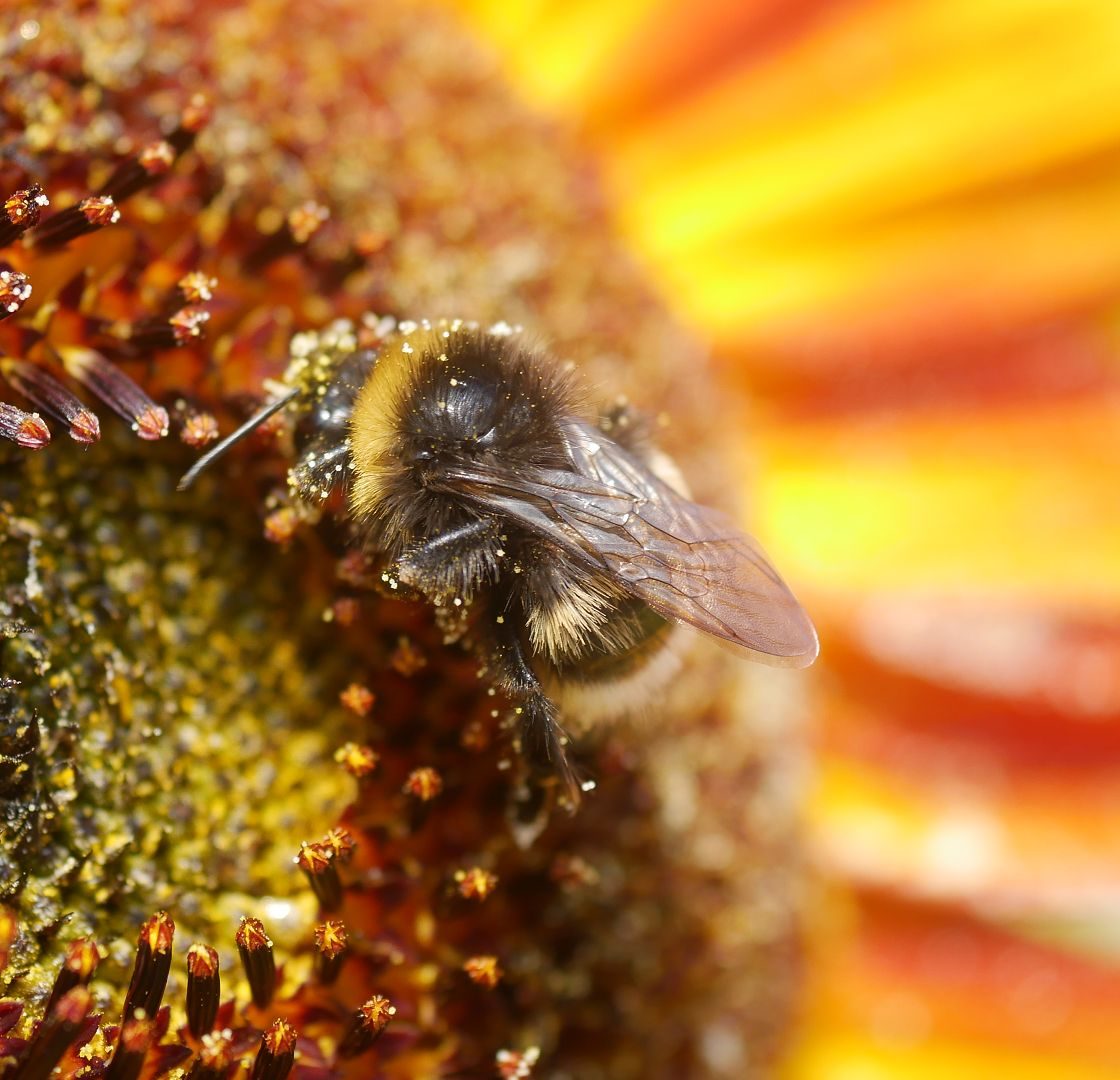 Sonnenblumensamen sonnenblumengarten sonnenblumen im garten helianthus annus Vorteile von Sonnenblumen Insektenfreundlich Bienenfreundlich sonnenblumenkerne vogelfutter sonnenblumenkerne gesund sonnenblume vorziehen sonnenblumensorten nützliche Sonnenblumen selbstaussähende Pflanzen Sonnenblumen im Naturgarten