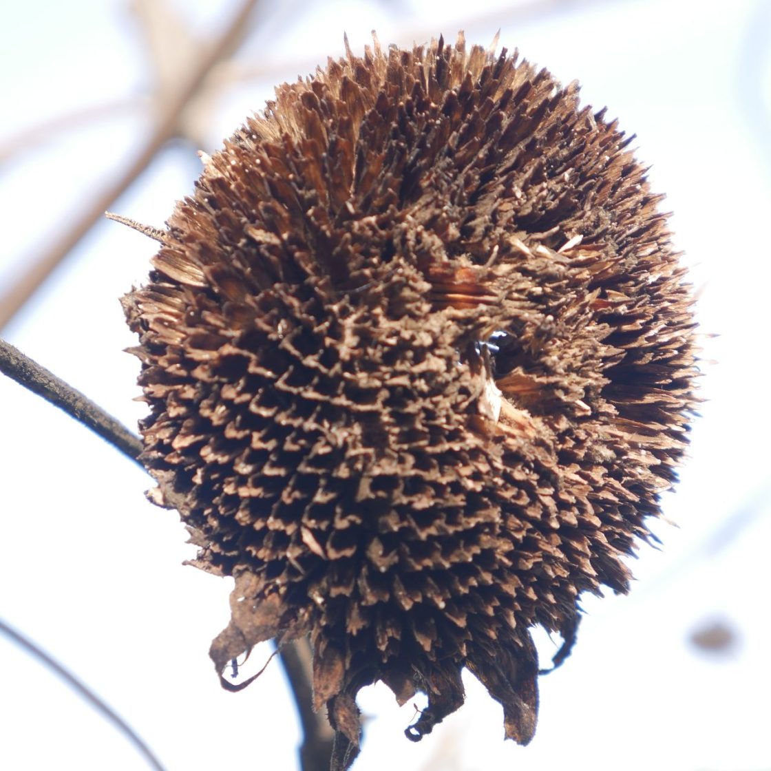 Sonnenblumensamen sonnenblumengarten sonnenblumen im garten helianthus annus Vorteile von Sonnenblumen Insektenfreundlich Bienenfreundlich sonnenblumenkerne vogelfutter sonnenblumenkerne gesund sonnenblume vorziehen sonnenblumensorten nützliche Sonnenblumen selbstaussähende Pflanzen Sonnenblumen im Naturgarten