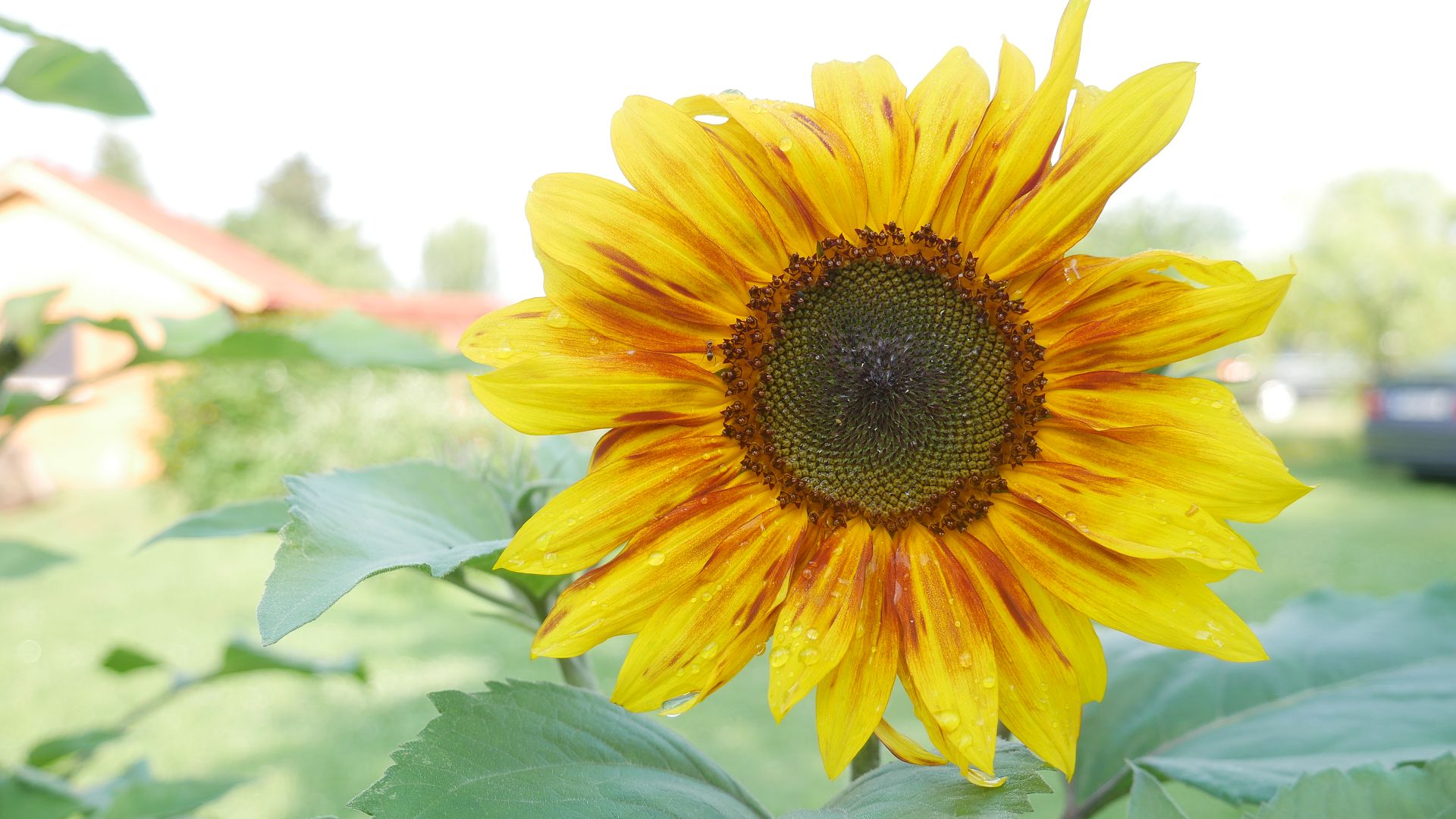 Sonnenblumensamen sonnenblumengarten sonnenblumen im garten helianthus annus Vorteile von Sonnenblumen Insektenfreundlich Bienenfreundlich sonnenblumenkerne vogelfutter sonnenblumenkerne gesund sonnenblume vorziehen sonnenblumensorten nützliche Sonnenblumen selbstaussähende Pflanzen Sonnenblumen im Naturgarten Sonnenblumenblüte