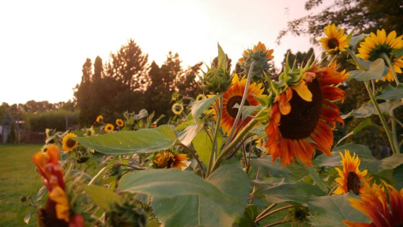 Sonnenblumensamen sonnenblumengarten sonnenblumen im garten helianthus annuus Vorteile von Sonnenblumen Insektenfreundlich Bienenfreundlich sonnenblumenkerne vogelfutter sonnenblumenkerne gesund sonnenblume vorziehen sonnenblumensorten nützliche Sonnenblumen selbstaussähende Pflanzen Sonnenblumen im Naturgarten