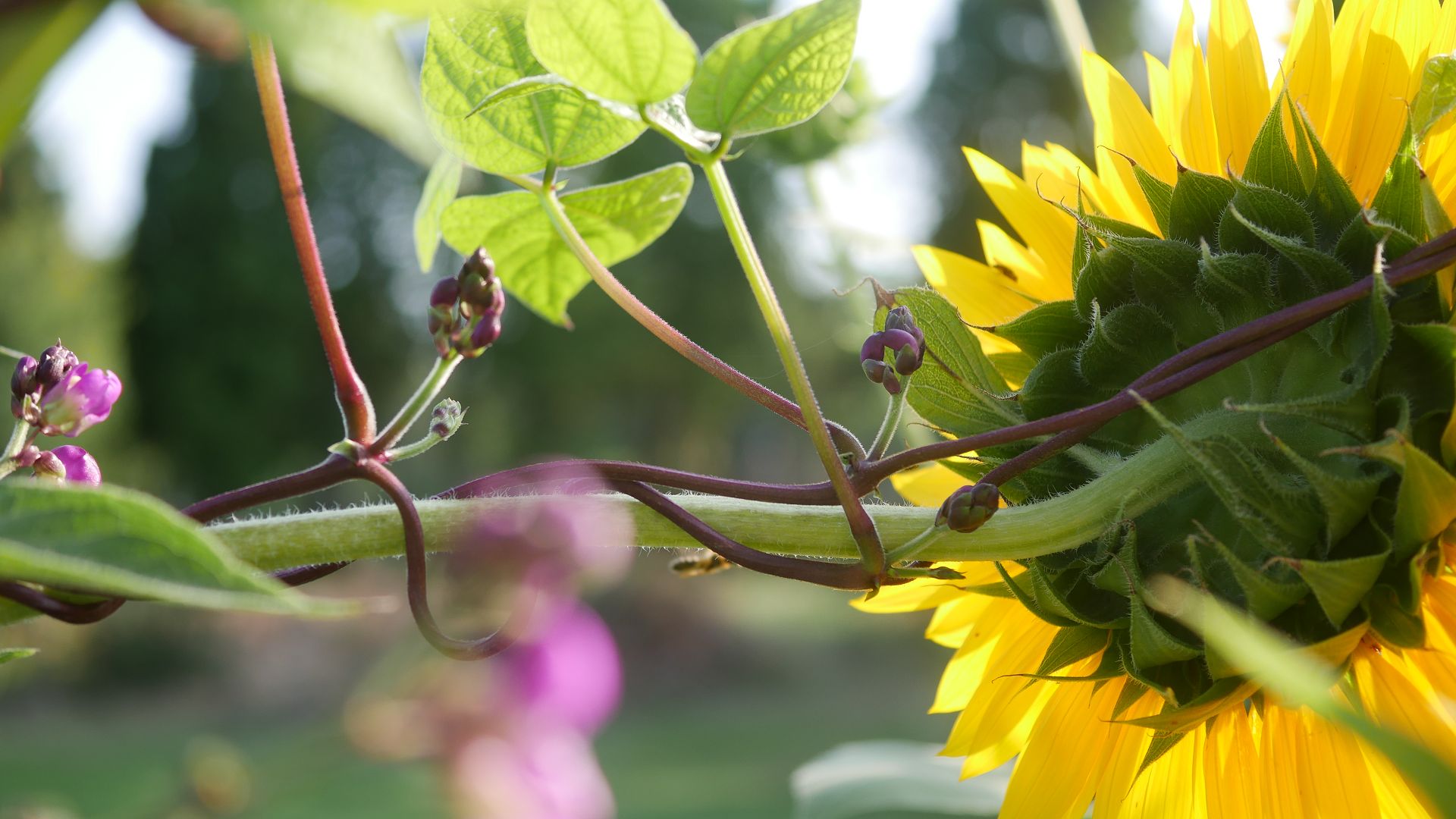 Sonnenblumensamen sonnenblumengarten sonnenblumen im garten helianthus annus Vorteile von Sonnenblumen Insektenfreundlich Bienenfreundlich sonnenblumenkerne vogelfutter sonnenblumenkerne gesund sonnenblume vorziehen sonnenblumensorten nützliche Sonnenblumen selbstaussähende Pflanzen Sonnenblumen im Naturgarten