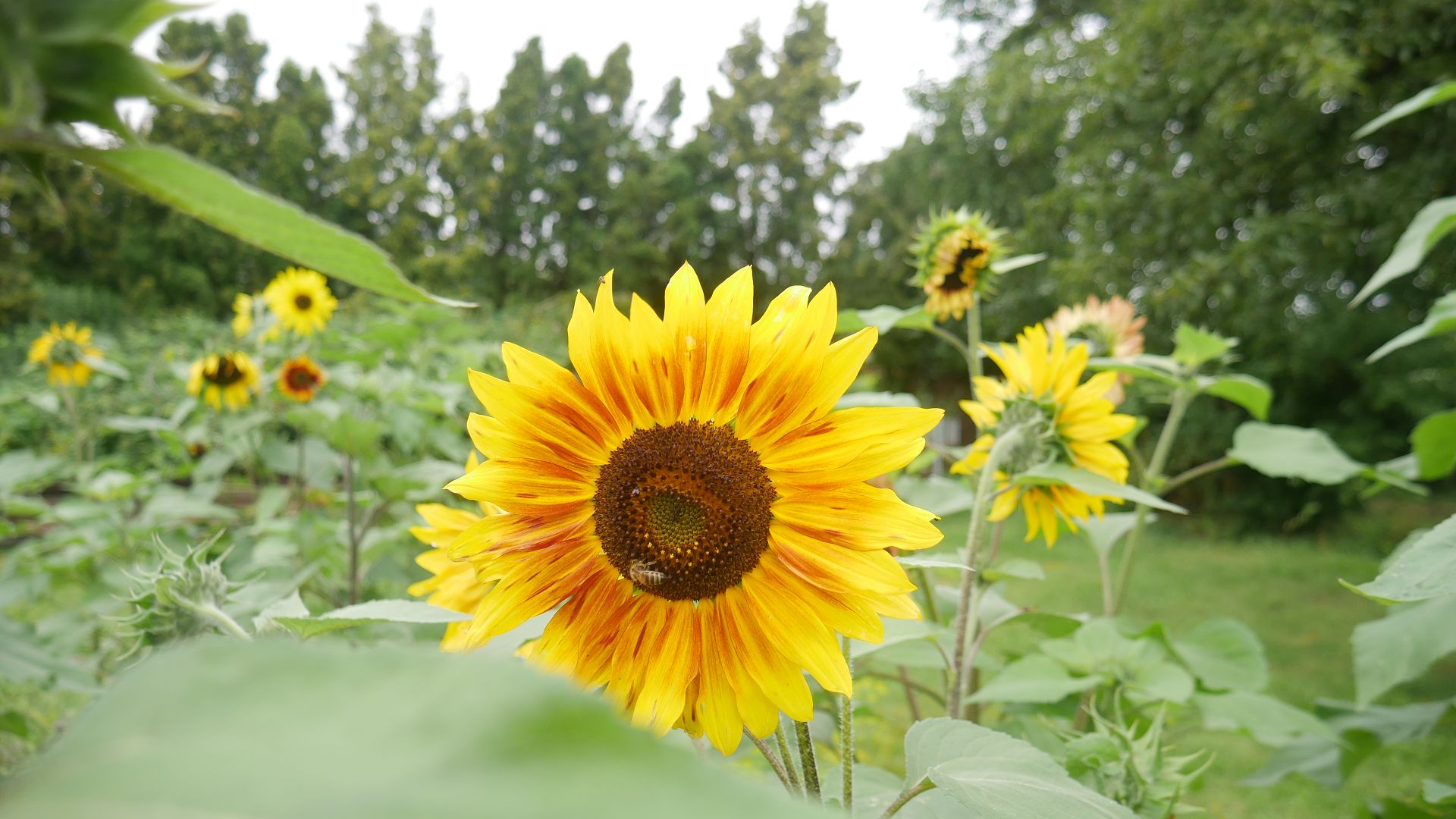 Sonnenblumensamen sonnenblumengarten sonnenblumen im garten helianthus annuus Vorteile von Sonnenblumen Insektenfreundlich Bienenfreundlich sonnenblumenkerne vogelfutter sonnenblumenkerne gesund sonnenblume vorziehen sonnenblumensorten nützliche Sonnenblumen selbstaussähende Pflanzen Sonnenblumen im Naturgarten