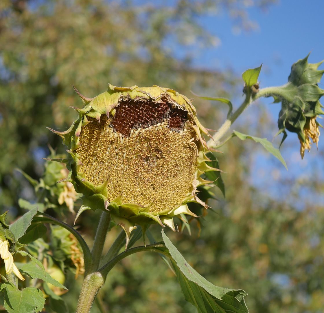 Sonnenblumensamen sonnenblumengarten sonnenblumen im garten helianthus annus Vorteile von Sonnenblumen Insektenfreundlich Bienenfreundlich sonnenblumenkerne vogelfutter sonnenblumenkerne gesund sonnenblume vorziehen sonnenblumensorten nützliche Sonnenblumen Sonnenblumen ernte