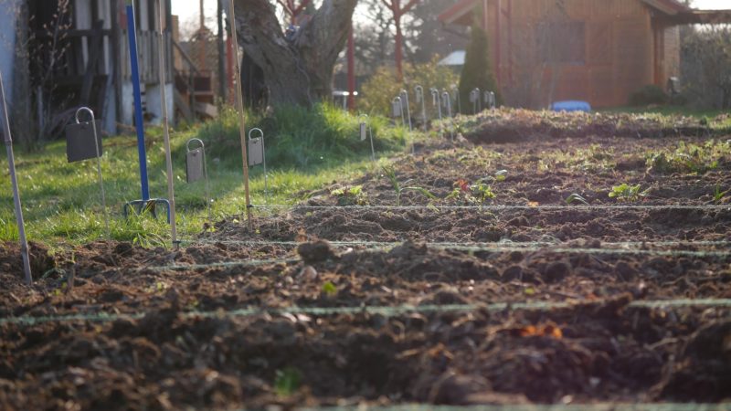 Gemüsebeet anlegen Mischkultur Beet Reihenmischkultur Beetplan Beetvorbereitung Gemüse im Garten eigenes Gemüse Pflanzschilder Gute Nachbarn