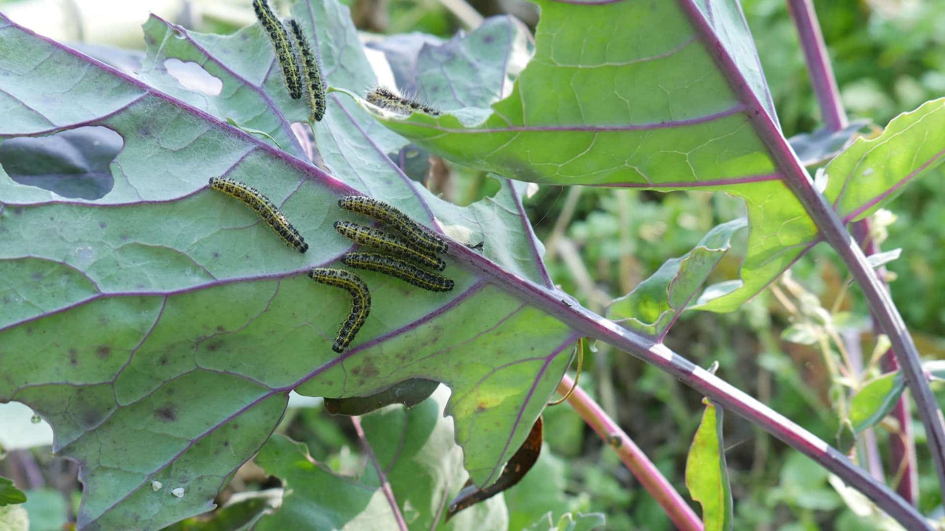 Gemüsebeet anlegen Mischkultur Beet Reihenmischkultur Beetplan Beetvorbereitung Gemüse im Garten eigenes Gemüse Pflanzschilder Gute Nachbarn