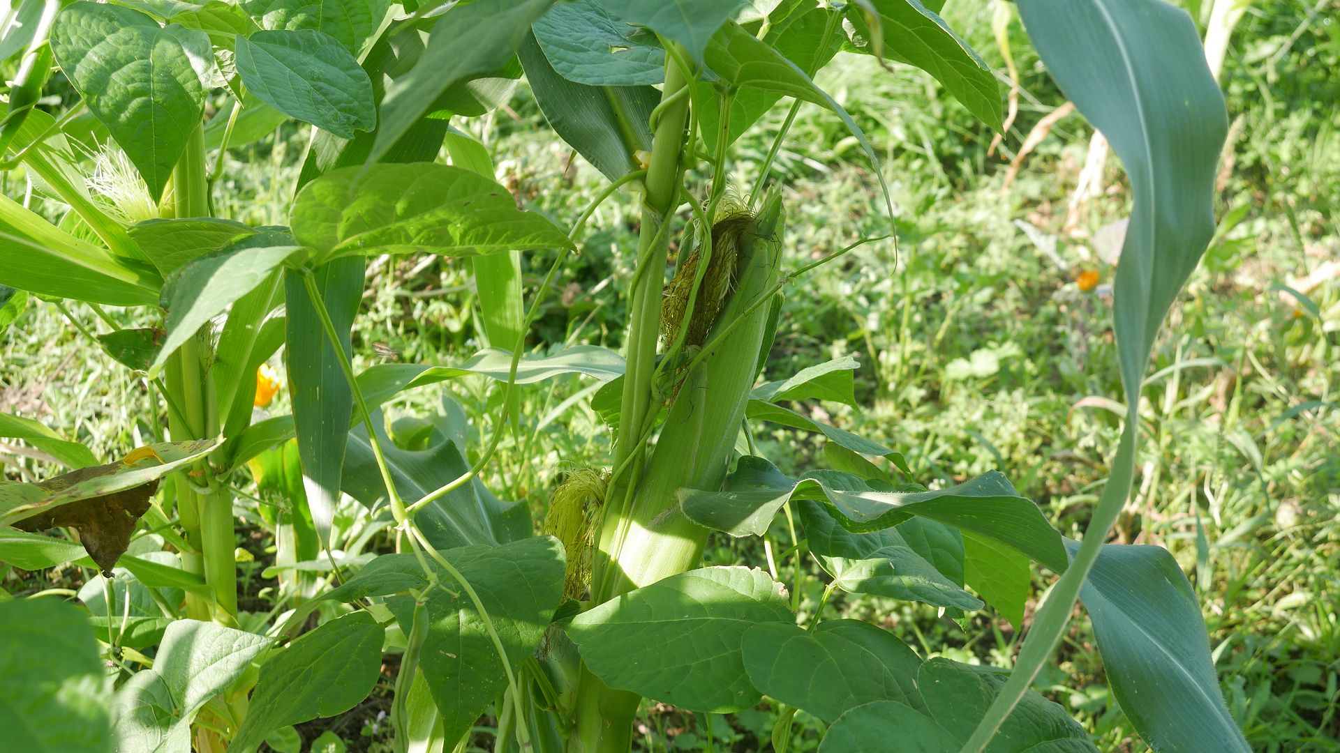 Gemüsebeet anlegen Mischkultur Beet Reihenmischkultur Beetplan Beetvorbereitung Gemüse im Garten eigenes Gemüse Pflanzschilder Gute Nachbarn