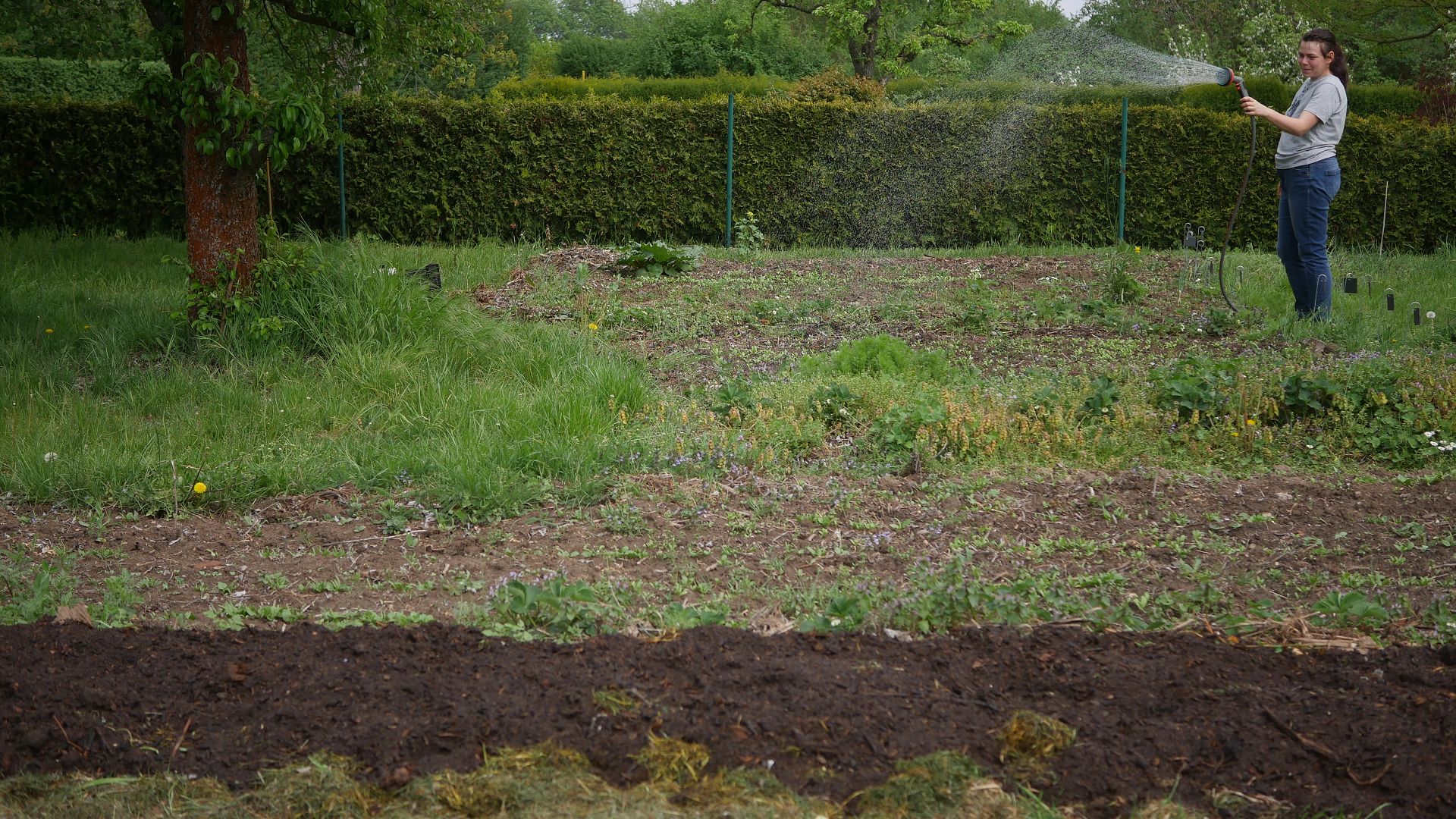 Gemüsebeet anlegen Mischkultur Beet Reihenmischkultur Beetplan Beetvorbereitung Gemüse im Garten eigenes Gemüse Pflanzschilder Gute Nachbarn