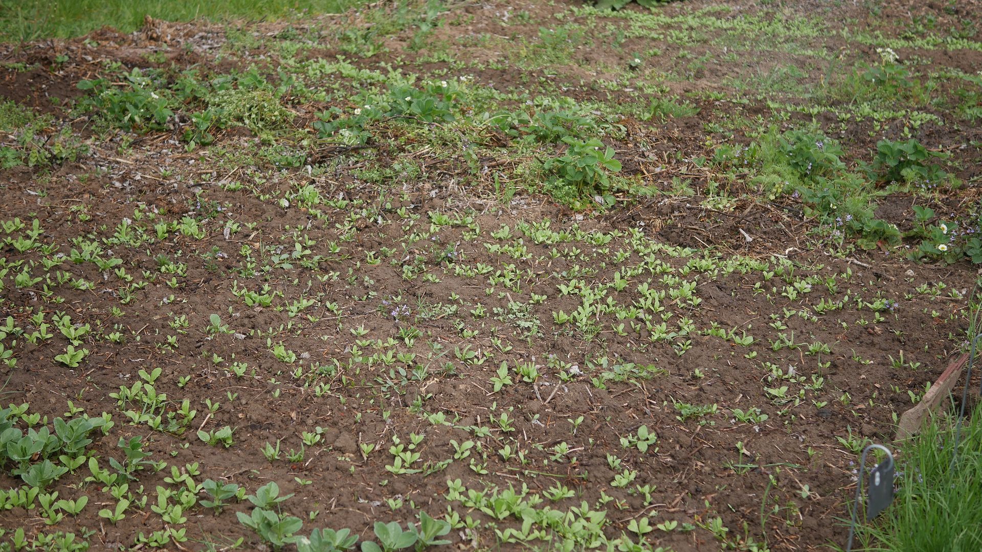 Gemüsebeet anlegen Mischkultur Beet Reihenmischkultur Beetplan Beetvorbereitung Gemüse im Garten eigenes Gemüse Pflanzschilder Gute Nachbarn