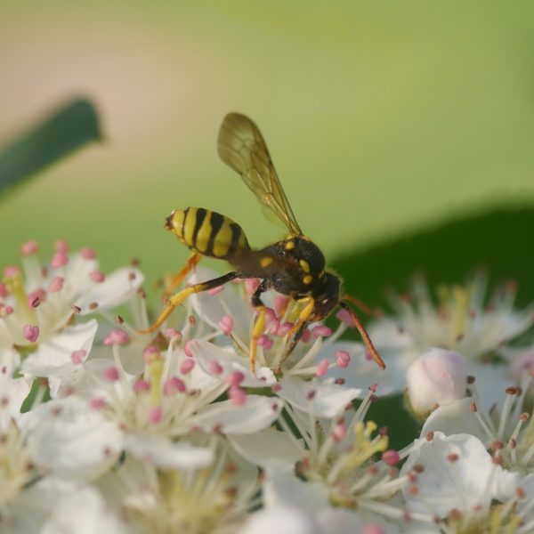Bienenpflanze Bienenweide bienenfreundliche Pflanzen bienenfreundlicher Garten Naturgarten Nahrungsangebot für Bienen Artenschutz Nektar für Bienen Pollen für Bienen Bienenweide anlegen Bienenpflanzen im Garten