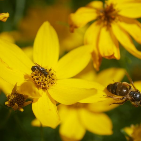 Bienenpflanze Bienenweide bienenfreundliche Pflanzen bienenfreundlicher Garten Naturgarten Nahrungsangebot für Bienen Artenschutz Nektar für Bienen Pollen für Bienen Bienenweide anlegen Bienenpflanzen im Garten