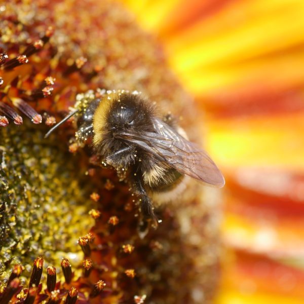 Bienenpflanze Bienenweide bienenfreundliche Pflanzen bienenfreundlicher Garten Naturgarten Nahrungsangebot für Bienen Artenschutz Nektar für Bienen Pollen für Bienen Bienenweide anlegen Bienenpflanzen im Garten