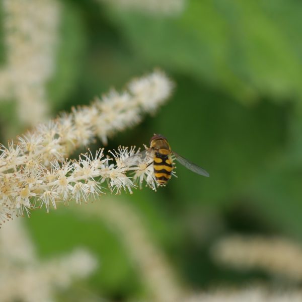 Bienenpflanze Bienenweide bienenfreundliche Pflanzen bienenfreundlicher Garten Naturgarten Nahrungsangebot für Bienen Artenschutz Nektar für Bienen Pollen für Bienen Bienenweide anlegen Bienenpflanzen im Garten