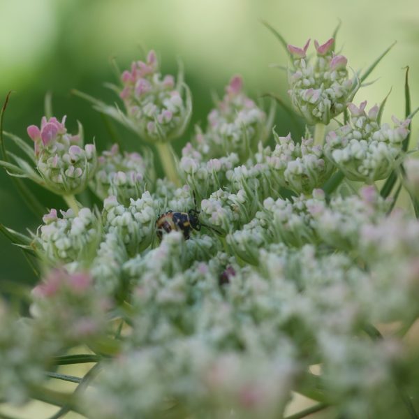 Bienenpflanze Bienenweide bienenfreundliche Pflanzen bienenfreundlicher Garten Naturgarten Nahrungsangebot für Bienen Artenschutz Nektar für Bienen Pollen für Bienen Bienenweide anlegen Bienenpflanzen im Garten