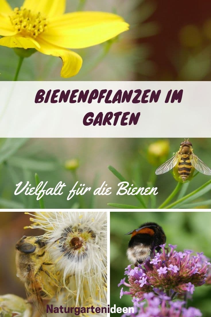 Bienenpflanze Bienenweide bienenfreundliche Pflanzen bienenfreundlicher Garten Naturgarten Nahrungsangebot für Bienen Artenschutz Nektar für Bienen Pollen für Bienen Bienenweide anlegen Bienenpflanzen im Garten