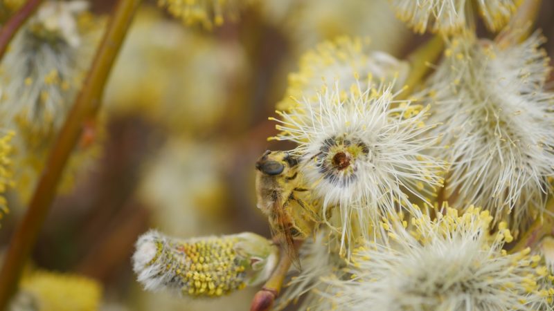 Bienenpflanze Bienenweide bienenfreundliche Pflanzen bienenfreundlicher Garten Naturgarten Nahrungsangebot für Bienen Artenschutz Nektar für Bienen Pollen für Bienen Bienenweide anlegen Bienenpflanzen im Garten