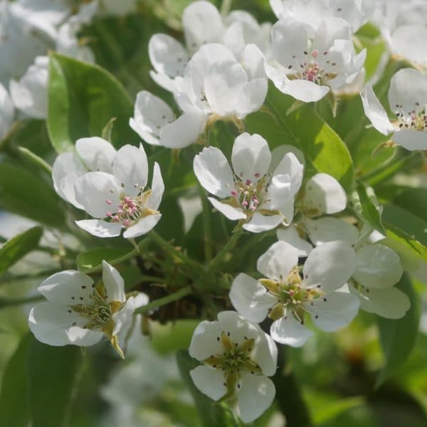 Bienenpflanze Bienenweide bienenfreundliche Pflanzen bienenfreundlicher Garten Naturgarten Nahrungsangebot für Bienen Artenschutz Nektar für Bienen Pollen für Bienen Bienenweide anlegen Bienenpflanzen im Garten