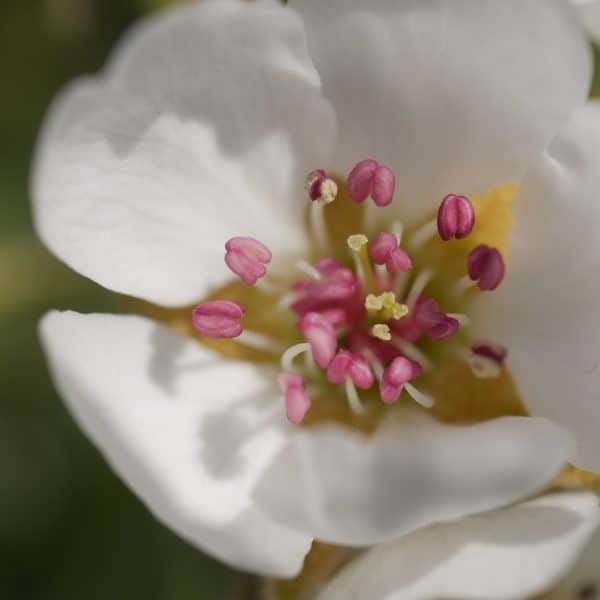 Bienenpflanze Bienenweide bienenfreundliche Pflanzen bienenfreundlicher Garten Naturgarten Nahrungsangebot für Bienen Artenschutz Nektar für Bienen Pollen für Bienen Bienenweide anlegen Bienenpflanzen im Garten