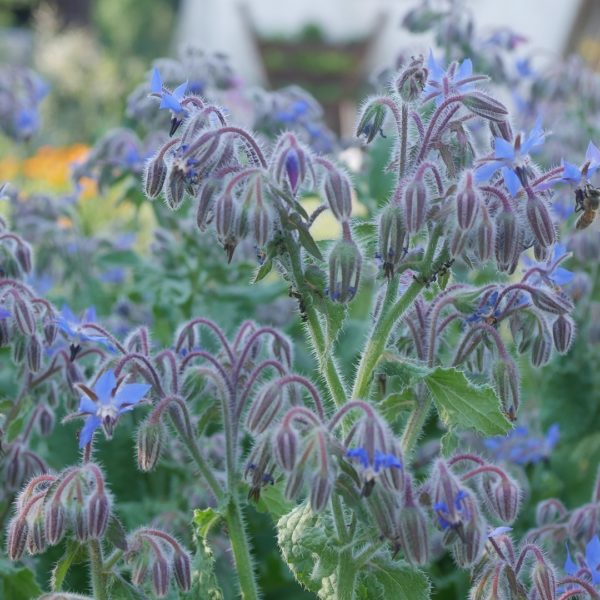 Bienenpflanze Bienenweide bienenfreundliche Pflanzen bienenfreundlicher Garten Naturgarten Nahrungsangebot für Bienen Artenschutz Nektar für Bienen Pollen für Bienen Bienenweide anlegen Bienenpflanzen im Garten