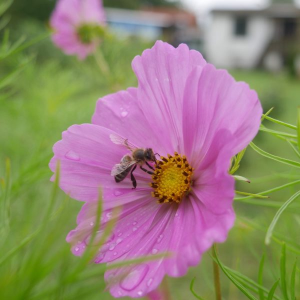 Bienenpflanze Bienenweide bienenfreundliche Pflanzen bienenfreundlicher Garten Naturgarten Nahrungsangebot für Bienen Artenschutz Nektar für Bienen Pollen für Bienen Bienenweide anlegen Bienenpflanzen im Garten