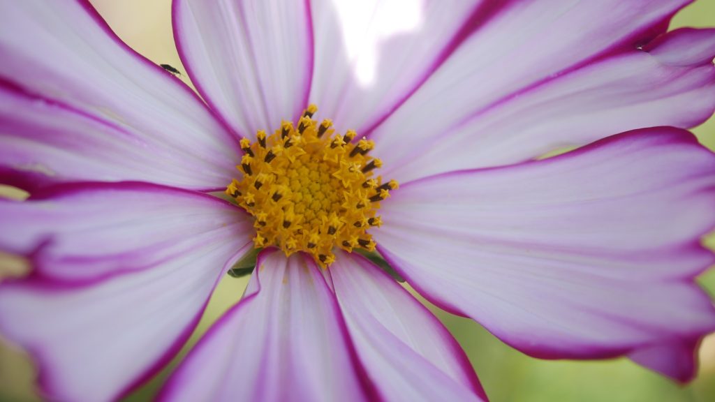 Bienenpflanze Bienenweide bienenfreundliche Pflanzen bienenfreundlicher Garten Naturgarten Nahrungsangebot für Bienen Artenschutz Nektar für Bienen Pollen für Bienen Bienenweide anlegen Bienenpflanzen im Garten