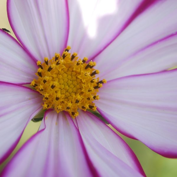 Bienenpflanze Bienenweide bienenfreundliche Pflanzen bienenfreundlicher Garten Naturgarten Nahrungsangebot für Bienen Artenschutz Nektar für Bienen Pollen für Bienen Bienenweide anlegen Bienenpflanzen im Garten