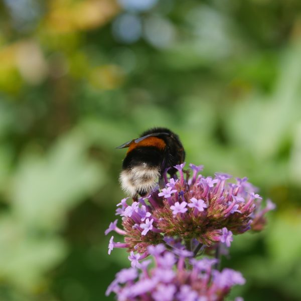 Bienenpflanze Bienenweide bienenfreundliche Pflanzen bienenfreundlicher Garten Naturgarten Nahrungsangebot für Bienen Artenschutz Nektar für Bienen Pollen für Bienen Bienenweide anlegen Bienenpflanzen im Garten