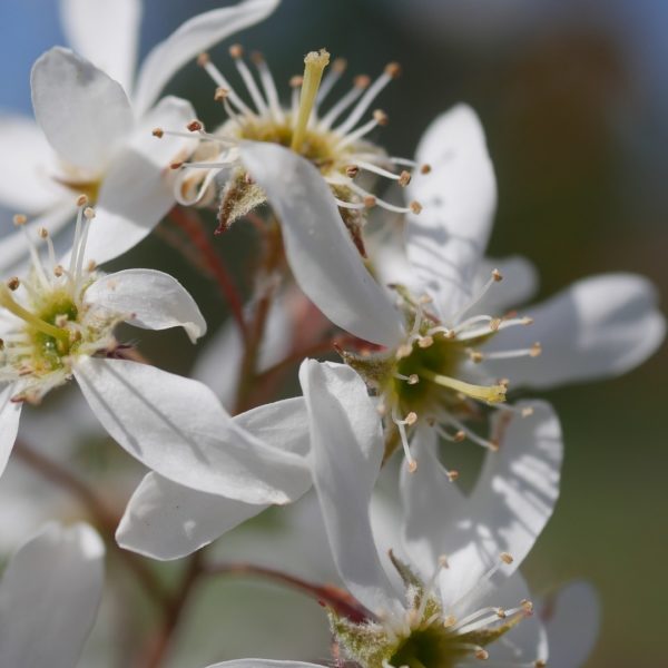 Bienenpflanze Bienenweide bienenfreundliche Pflanzen bienenfreundlicher Garten Naturgarten Nahrungsangebot für Bienen Artenschutz Nektar für Bienen Pollen für Bienen Bienenweide anlegen Bienenpflanzen im Garten