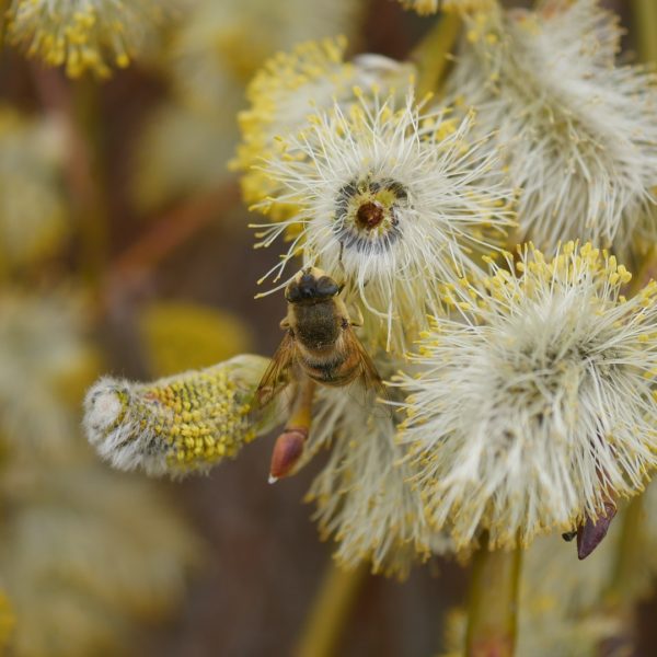 Bienenpflanze Bienenweide bienenfreundliche Pflanzen bienenfreundlicher Garten Naturgarten Nahrungsangebot für Bienen Artenschutz Nektar für Bienen Pollen für Bienen Bienenweide anlegen Bienenpflanzen im Garten