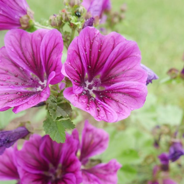 Bienenpflanze Bienenweide bienenfreundliche Pflanzen bienenfreundlicher Garten Naturgarten Nahrungsangebot für Bienen Artenschutz Nektar für Bienen Pollen für Bienen Bienenweide anlegen Bienenpflanzen im Garten