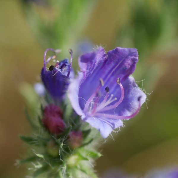 Bienenpflanze Bienenweide bienenfreundliche Pflanzen bienenfreundlicher Garten Naturgarten Nahrungsangebot für Bienen Artenschutz Nektar für Bienen Pollen für Bienen Bienenweide anlegen Bienenpflanzen im Garten