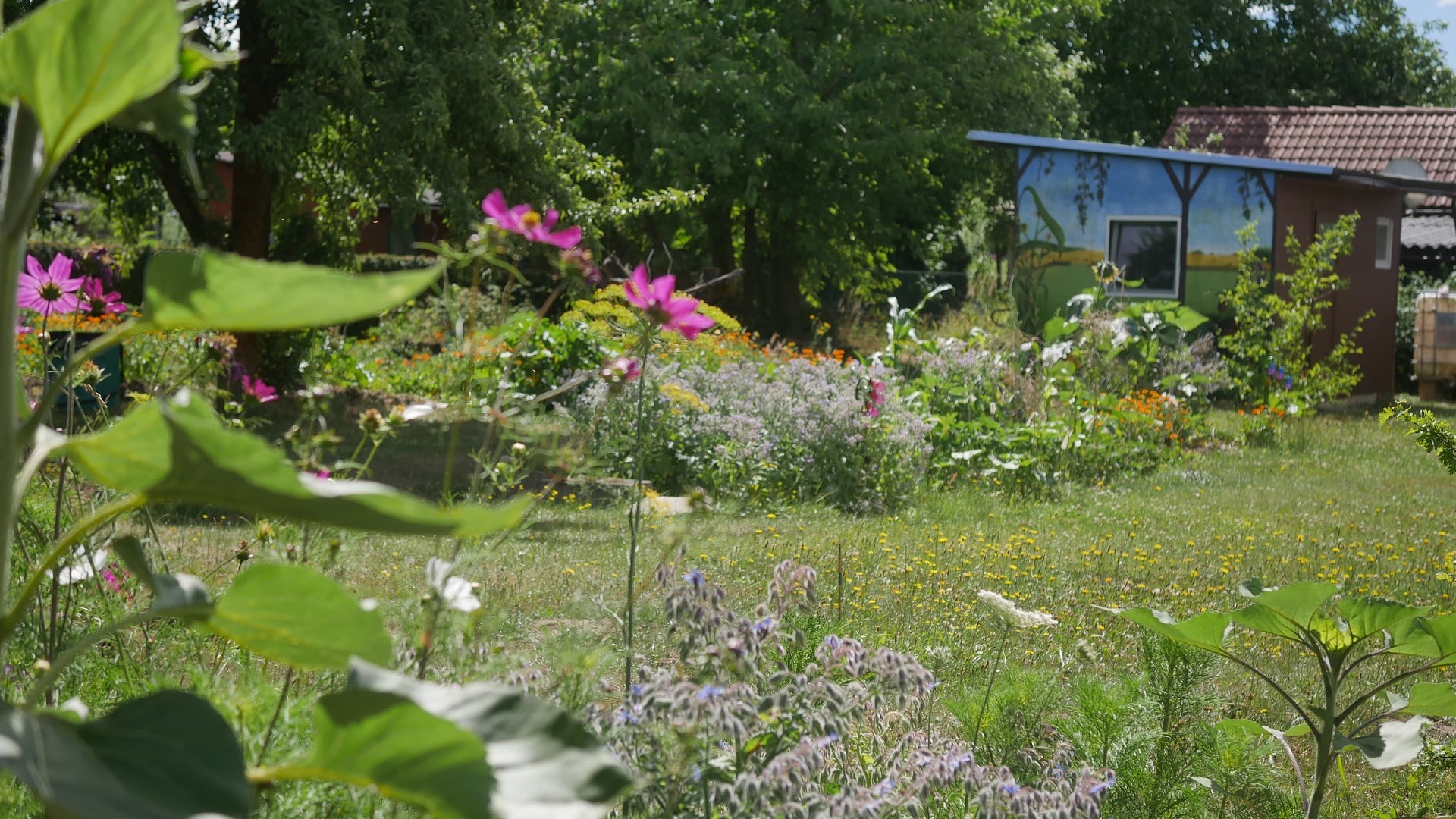 Bienenpflanze Bienenweide bienenfreundliche Pflanzen bienenfreundlicher Garten Naturgarten Nahrungsangebot für Bienen Artenschutz Nektar für Bienen Pollen für Bienen Bienenweide anlegen Bienenpflanzen im Garten