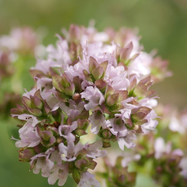 Bienenpflanze Bienenweide bienenfreundliche Pflanzen bienenfreundlicher Garten Naturgarten Nahrungsangebot für Bienen Artenschutz Nektar für Bienen Pollen für Bienen Bienenweide anlegen Bienenpflanzen im Garten