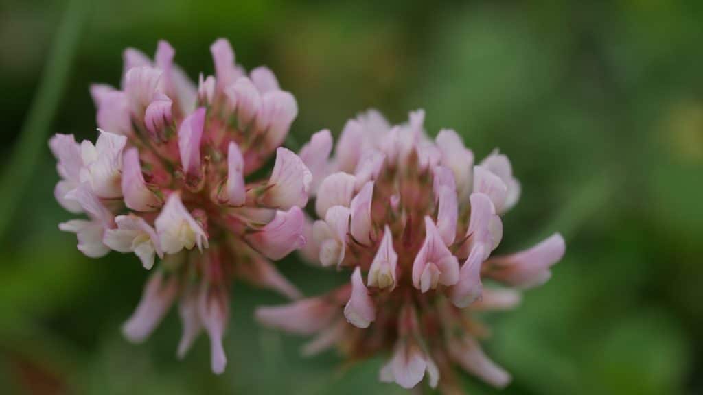 Bienenpflanze Bienenweide bienenfreundliche Pflanzen bienenfreundlicher Garten Naturgarten Nahrungsangebot für Bienen Artenschutz Nektar für Bienen Pollen für Bienen Bienenweide anlegen Bienenpflanzen im Garten