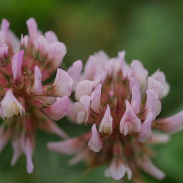 Bienenpflanze Bienenweide bienenfreundliche Pflanzen bienenfreundlicher Garten Naturgarten Nahrungsangebot für Bienen Artenschutz Nektar für Bienen Pollen für Bienen Bienenweide anlegen Bienenpflanzen im Garten