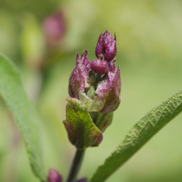 Bienenpflanze Bienenweide bienenfreundliche Pflanzen bienenfreundlicher Garten Naturgarten Nahrungsangebot für Bienen Artenschutz Nektar für Bienen Pollen für Bienen Bienenweide anlegen Bienenpflanzen im Garten