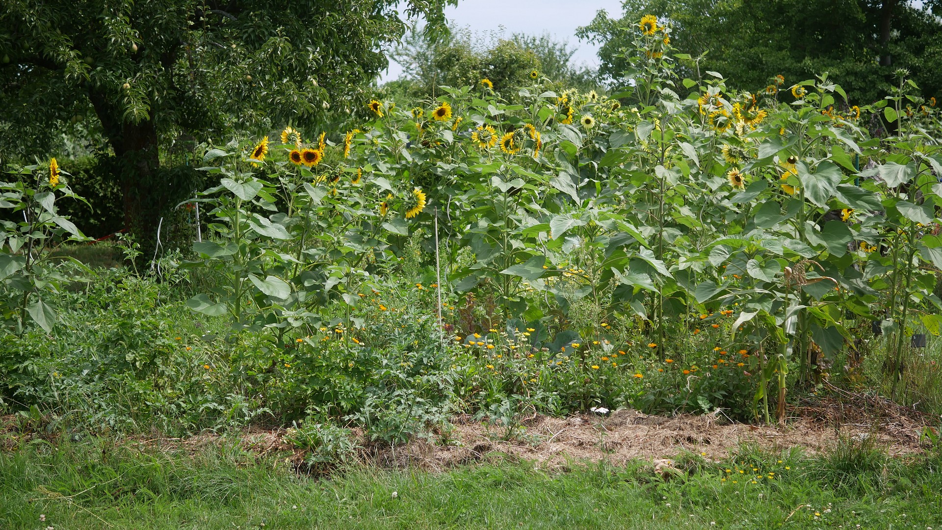 Bienenpflanze Bienenweide bienenfreundliche Pflanzen bienenfreundlicher Garten Naturgarten Nahrungsangebot für Bienen Artenschutz Nektar für Bienen Pollen für Bienen Bienenweide anlegen Bienenpflanzen im Garten