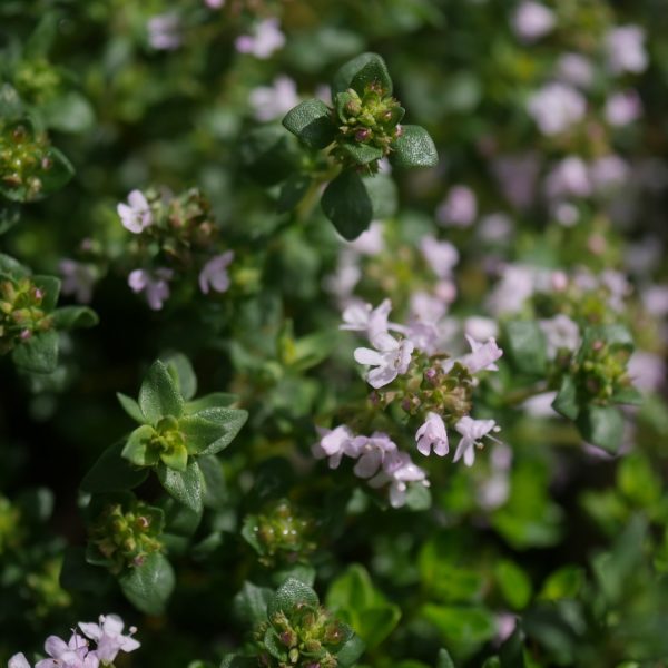 Bienenpflanze Bienenweide bienenfreundliche Pflanzen bienenfreundlicher Garten Naturgarten Nahrungsangebot für Bienen Artenschutz Nektar für Bienen Pollen für Bienen Bienenweide anlegen Bienenpflanzen im Garten