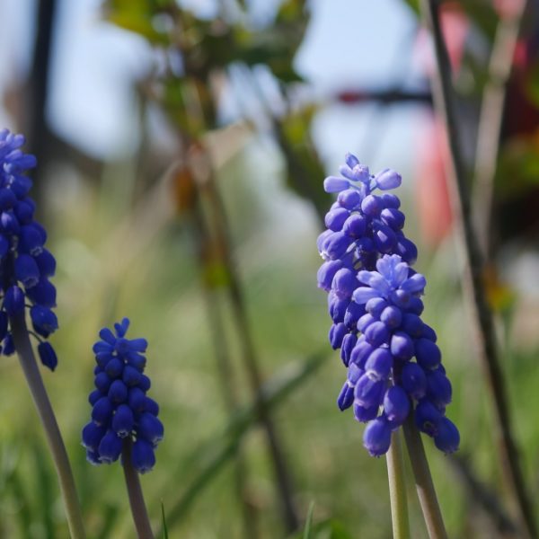 Bienenpflanze Bienenweide bienenfreundliche Pflanzen bienenfreundlicher Garten Naturgarten Nahrungsangebot für Bienen Artenschutz Nektar für Bienen Pollen für Bienen Bienenweide anlegen Bienenpflanzen im Garten