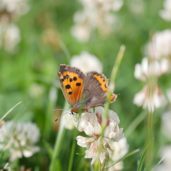 Bienenpflanze Bienenweide bienenfreundliche Pflanzen bienenfreundlicher Garten Naturgarten Nahrungsangebot für Bienen Artenschutz Nektar für Bienen Pollen für Bienen Bienenweide anlegen Bienenpflanzen im Garten