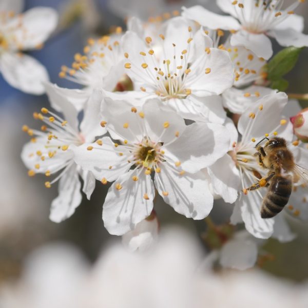 Bienenpflanze Bienenweide bienenfreundliche Pflanzen bienenfreundlicher Garten Naturgarten Nahrungsangebot für Bienen Artenschutz Nektar für Bienen Pollen für Bienen Bienenweide anlegen Bienenpflanzen im Garten