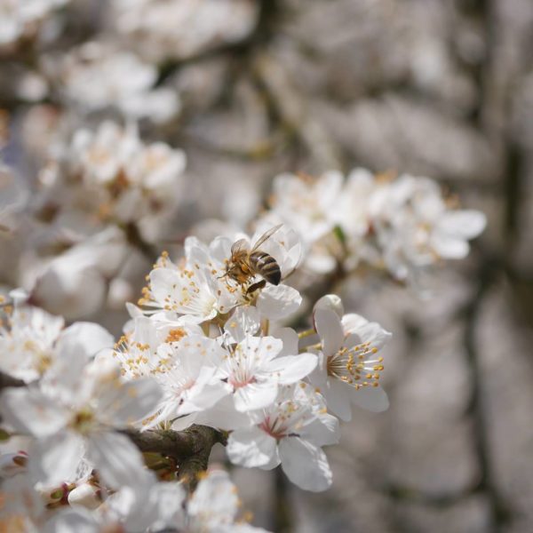 Kirschpflaumen Blüte Kirschpflaume oder Mirabelle Bienenpflanze Kirschpflaume Süße Frucht Kirschpflaume bienenfreundliche Obstgehölze frühe Blüte Kirschpflaume Nektar Pollen Insektennahrung Unterschied Mirabelle Kirschpflaume