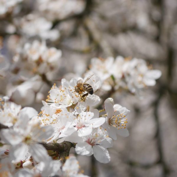 Kirschpflaumen Blüte Kirschpflaume oder Mirabelle Bienenpflanze Kirschpflaume Süße Frucht Kirschpflaume bienenfreundliche Obstgehölze frühe Blüte Kirschpflaume Nektar Pollen Insektennahrung Unterschied Mirabelle Kirschpflaume