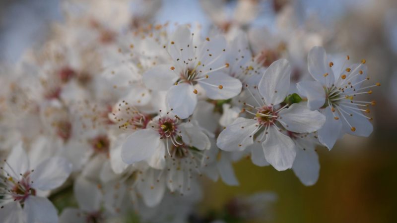 Kirschpflaumen Blüte Kirschpflaume oder Mirabelle Bienenpflanze Kirschpflaume Süße Frucht Kirschpflaume bienenfreundliche Obstgehölze frühe Blüte Kirschpflaume Nektar Pollen Insektennahrung Unterschied Mirabelle Kirschpflaume
