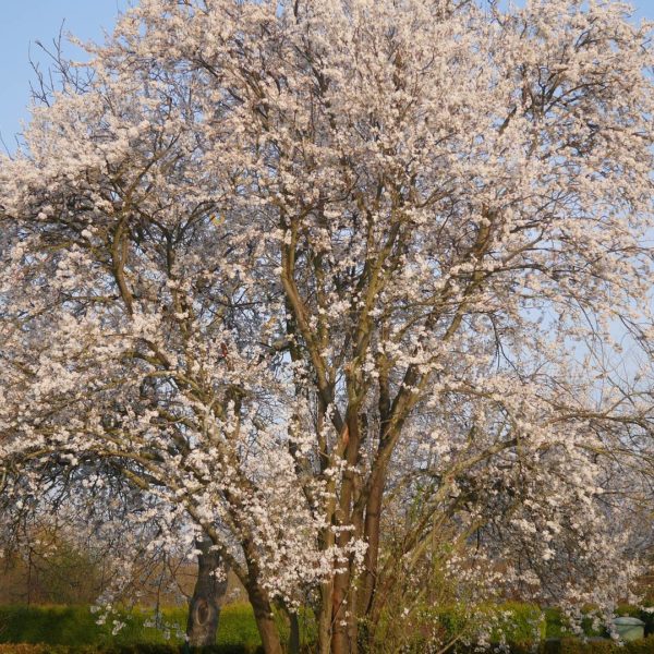 Kirschpflaumen Blüte Kirschpflaume oder Mirabelle Bienenpflanze Kirschpflaume Süße Frucht Kirschpflaume bienenfreundliche Obstgehölze frühe Blüte Kirschpflaume Nektar Pollen Insektennahrung Unterschied Mirabelle Kirschpflaume