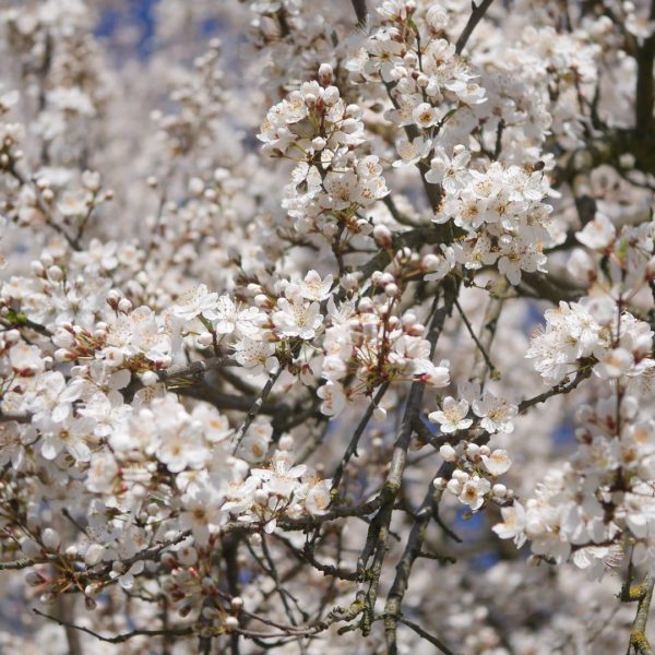 Kirschpflaumen Blüte Kirschpflaume oder Mirabelle Bienenpflanze Kirschpflaume Süße Frucht Kirschpflaume bienenfreundliche Obstgehölze frühe Blüte Kirschpflaume Nektar Pollen Insektennahrung Unterschied Mirabelle Kirschpflaume