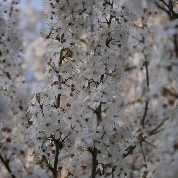 Kirschpflaumen Blüte Kirschpflaume oder Mirabelle Bienenpflanze Kirschpflaume Süße Frucht Kirschpflaume bienenfreundliche Obstgehölze frühe Blüte Kirschpflaume Nektar Pollen Insektennahrung Unterschied Mirabelle Kirschpflaume