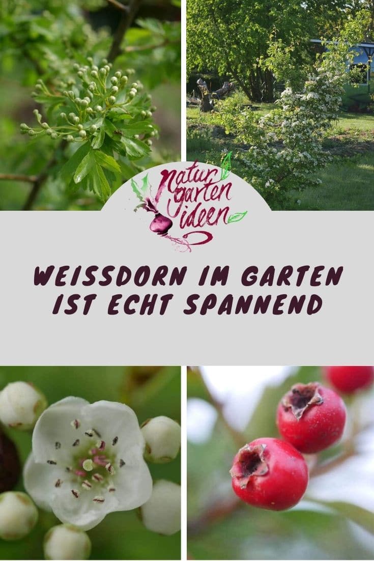 Weißdorn Hecke eingriffeliger weißdorn zweigriffeliger weißdorn weißdorn heimische pflanzen Bienenpflanzen Weißdornbeeren Weißdorn Nahrungen Insekten Nahrung Mensch Nahrung Vögel Weißdorn Marmelade Weißdorn strauch Weißdorn Baum weißdorn naturgarten weißdorn als Hecke Weißdorn dornen